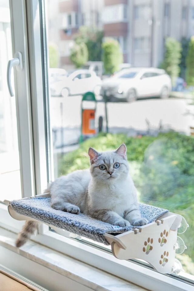 Ahşap Kedi Yatağı