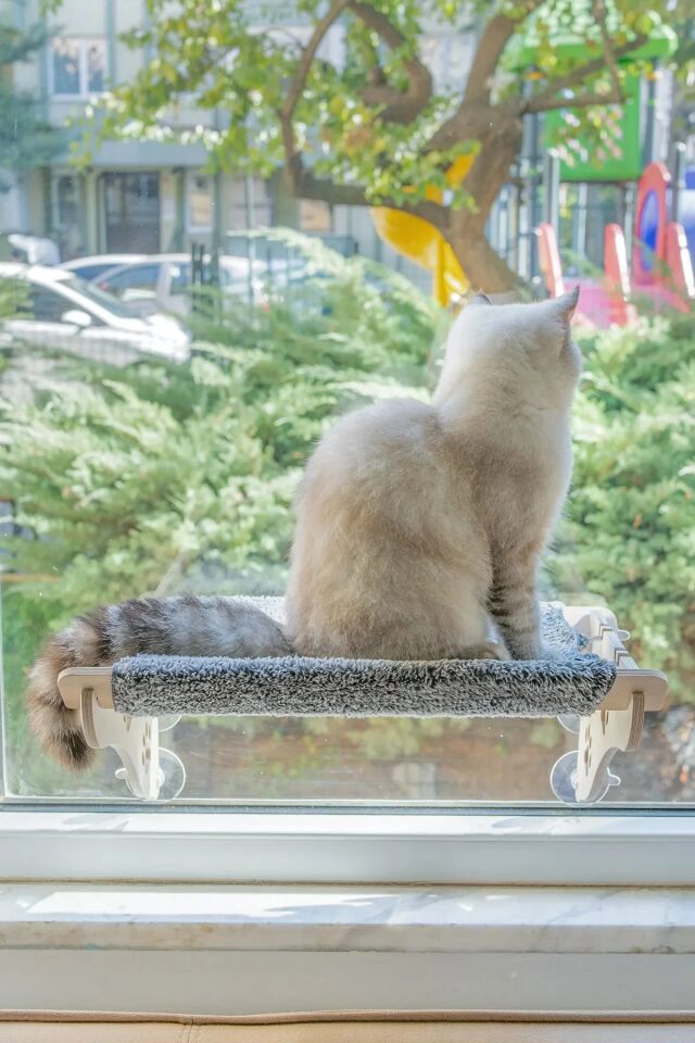 Ahşap Kedi Yatağı